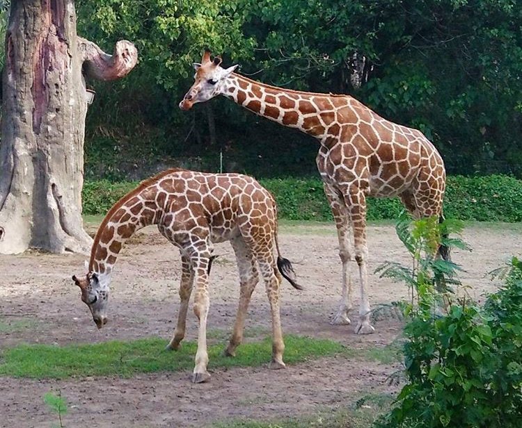 animal-4410ec34-5ae09adb83823