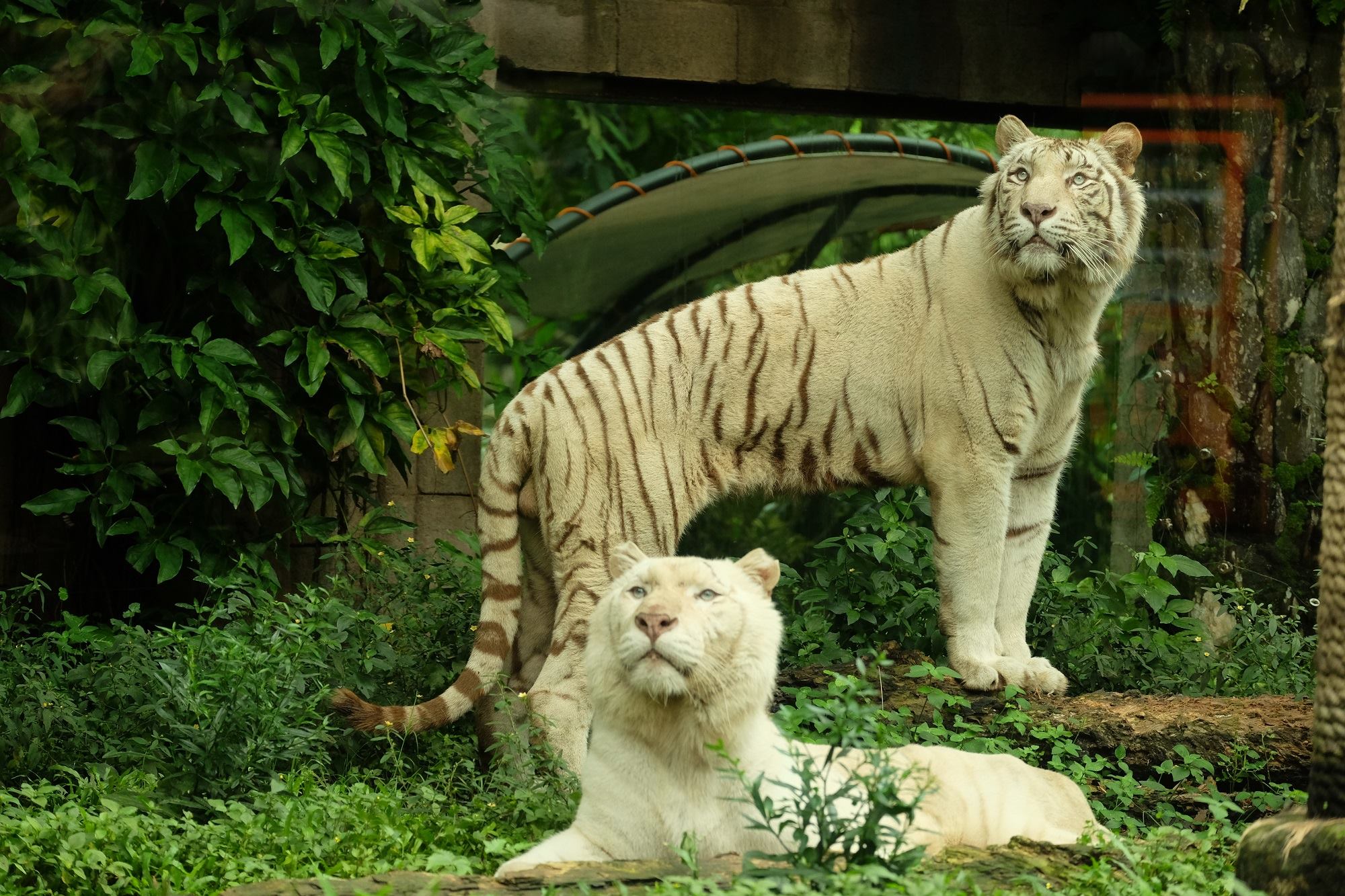 safari bali animal