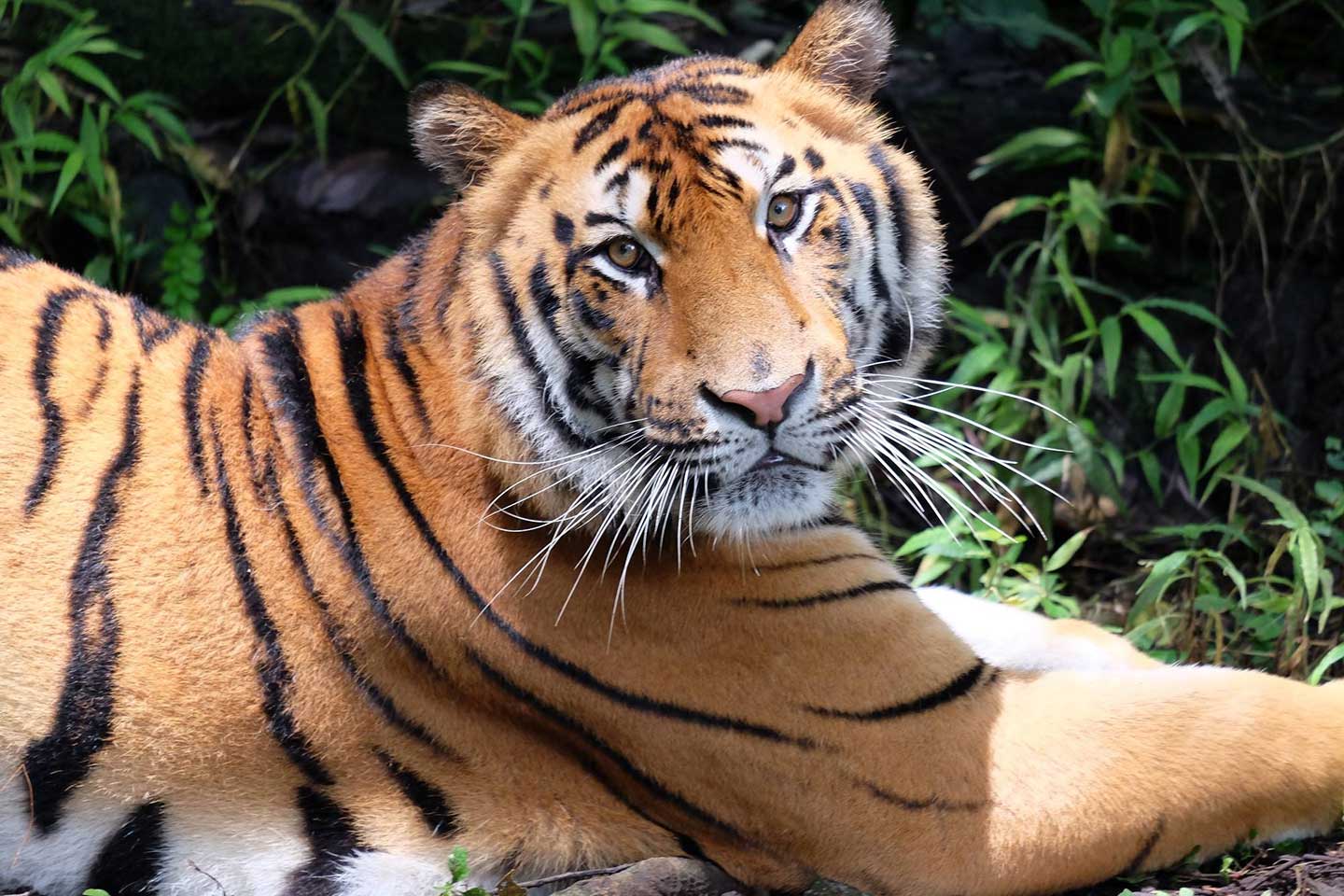 Subspecies of Tigers in the World - Taman Safari Bali