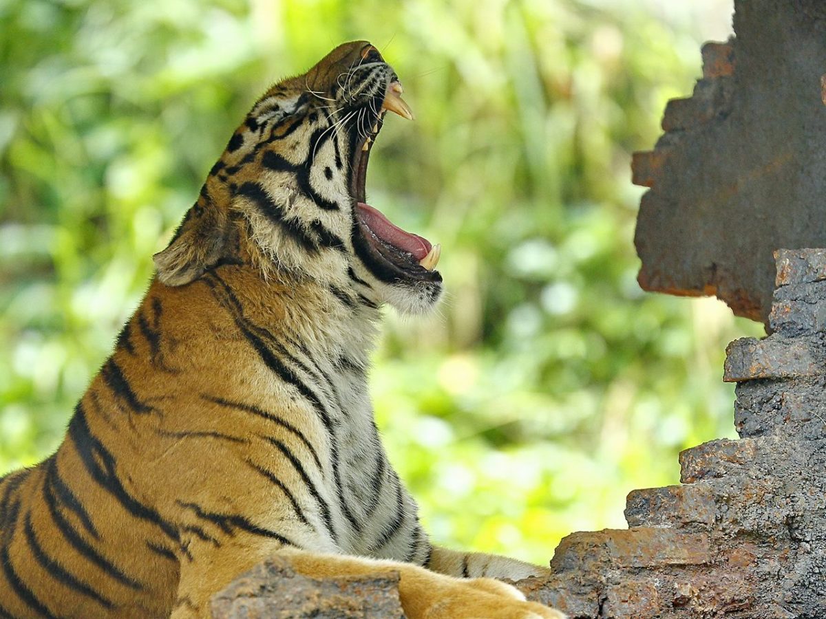 Subspecies of Tigers in the World - Taman Safari Bali