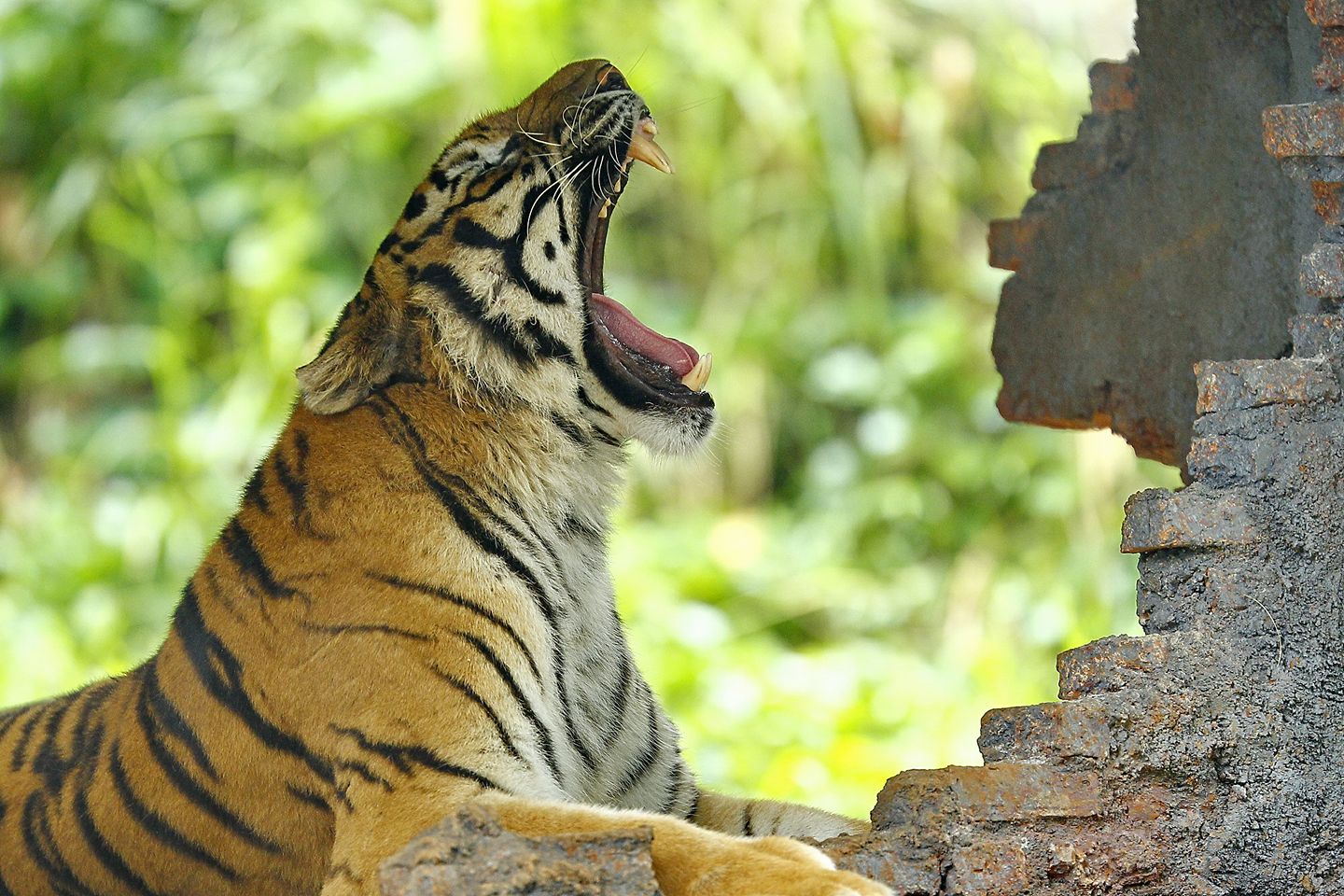 Bengal Tiger: The Power, Beauty and More! - Taman Safari Bali