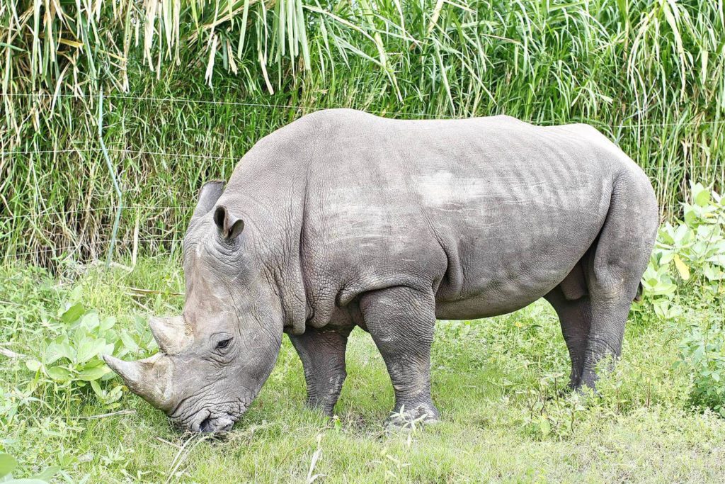 animals bali safari park