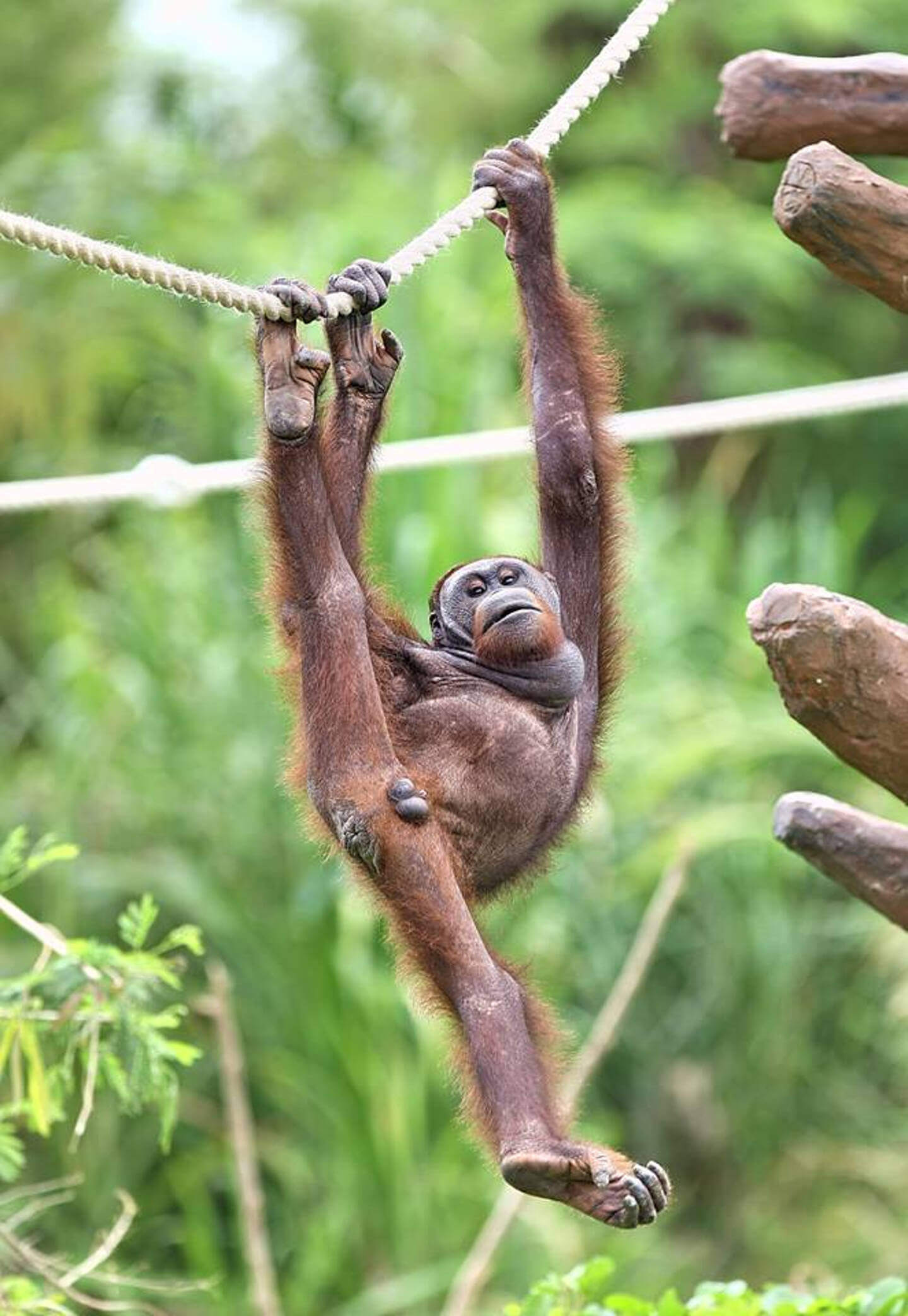 Difference Between Monkeys and Apes - Taman Safari Bali