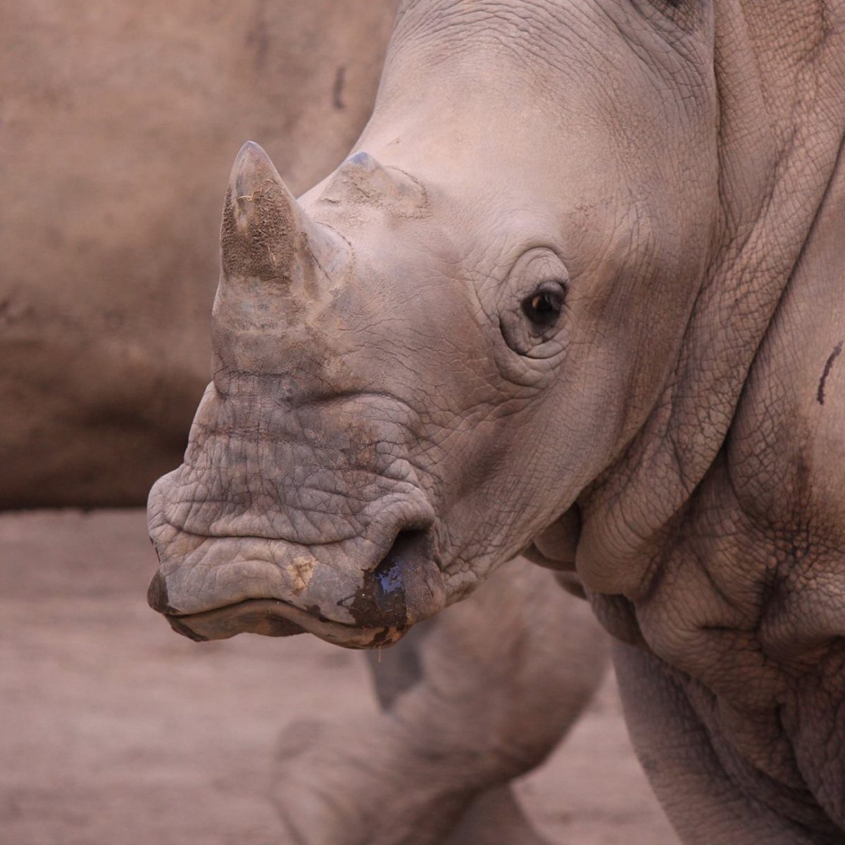 Rhino | Animals | Bali Safari Park Bali Safari Marine Park Rhino | Animals | Bali Safari Park Bali Safari Marine Park