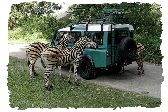 image-4-x-4-safari-4