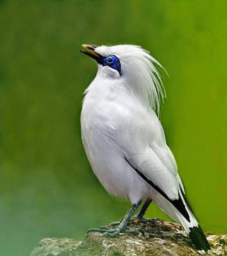 animal-4410ec34-5c707062dfbf1