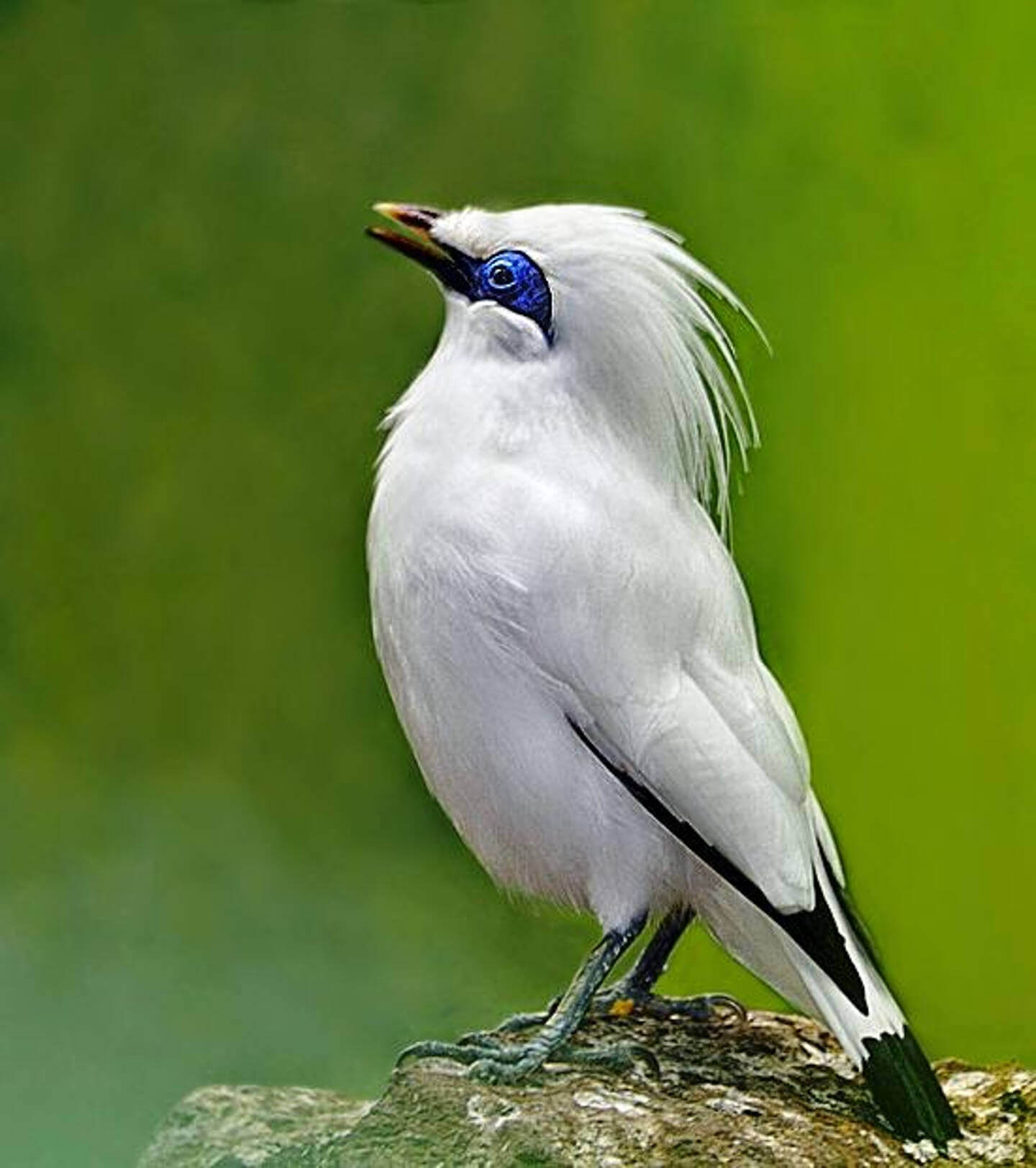 Bali Mynah Conservation Program Bali Safari Marine Park