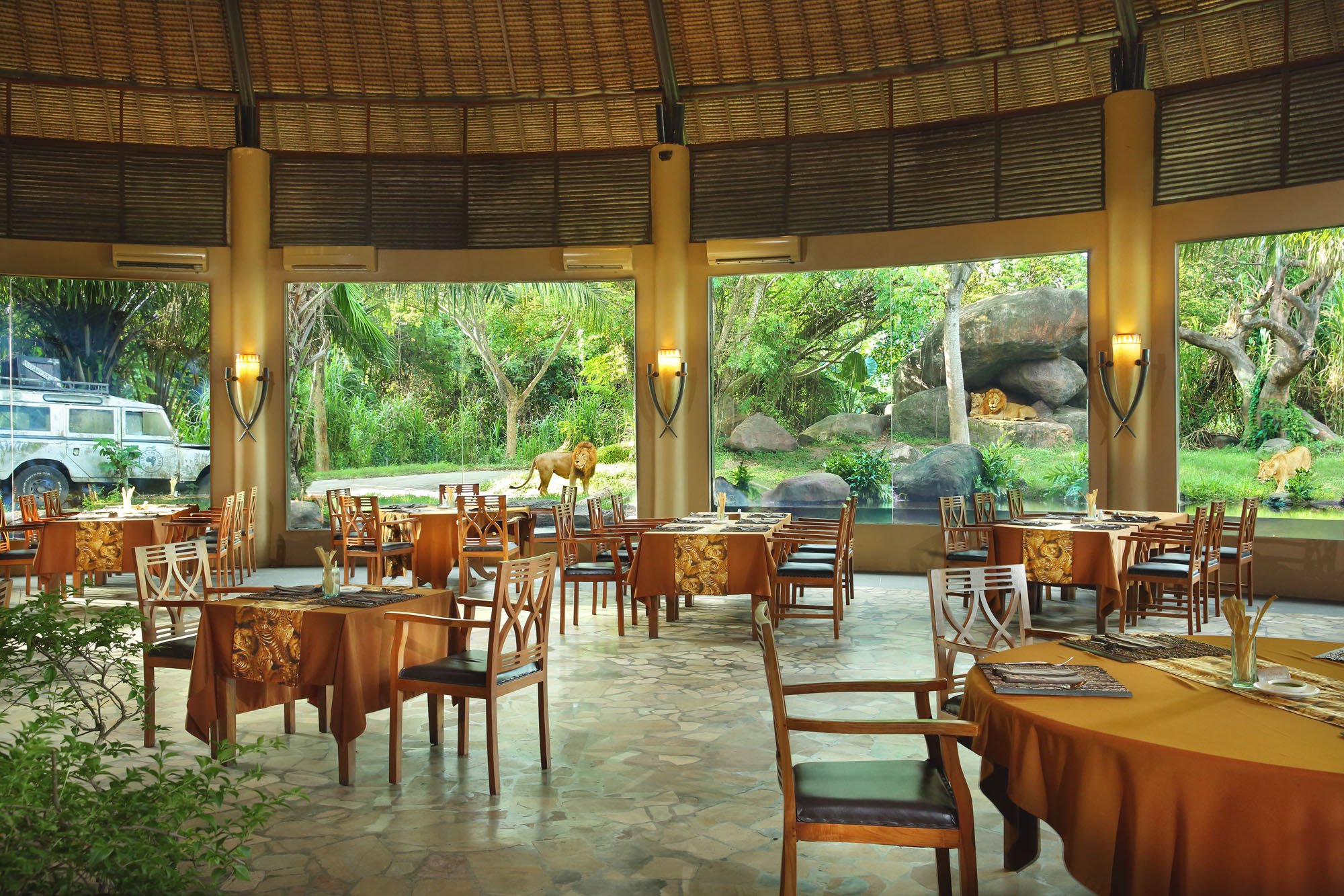 Breakfast with the Lions  Bali Safari Park