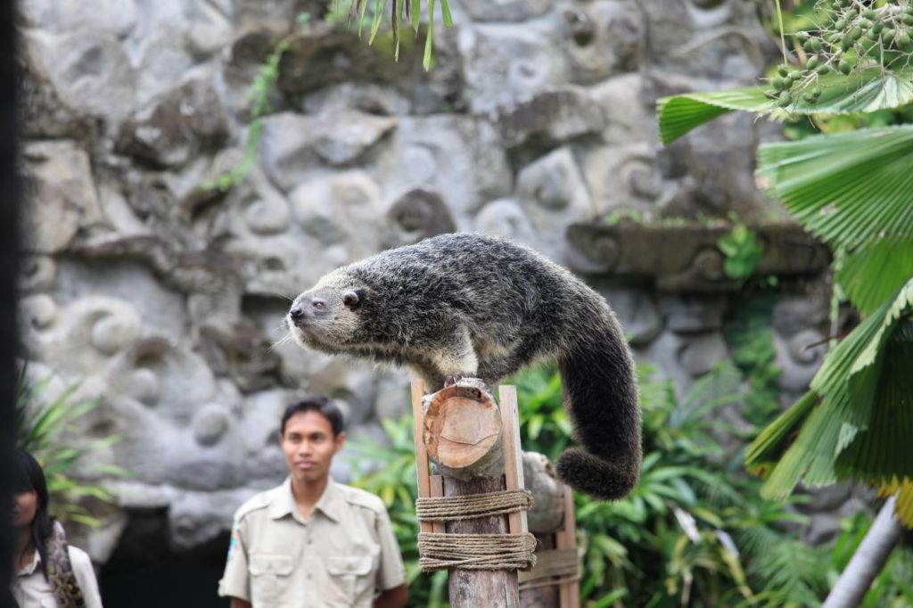 bali safari park jungle hopper