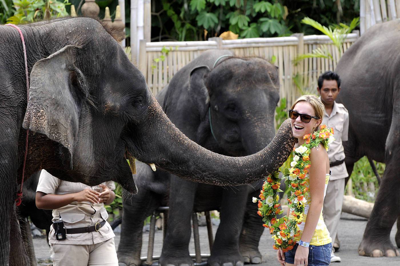 parc safari elephants