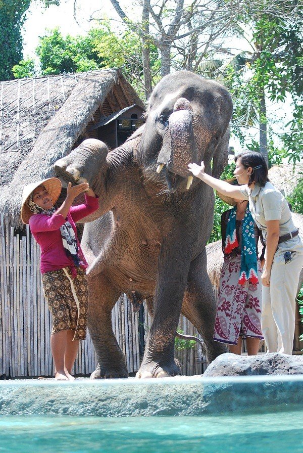 Elephant Back Safari