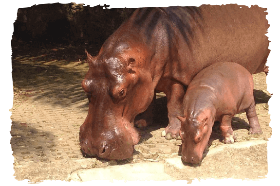 image-hippo-3
