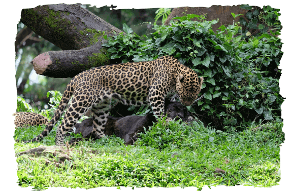 image-jungle-hopper-0