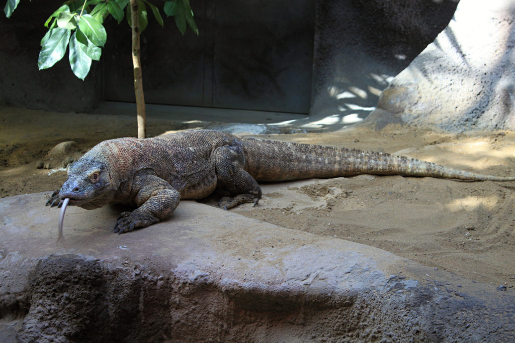 Native Animals of Indonesia - Bali Safari Marine Park