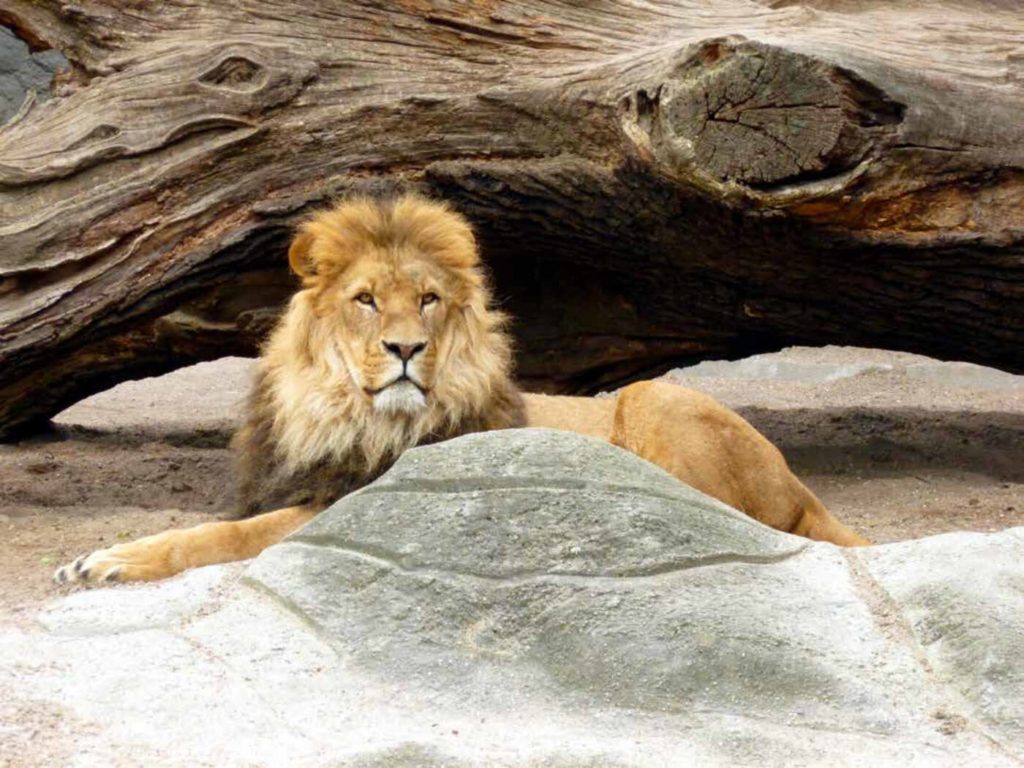animal-4410ec34-5ae0b08426651