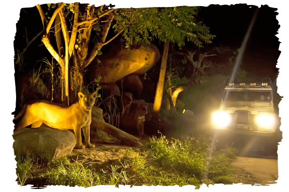 image-night-safari-2