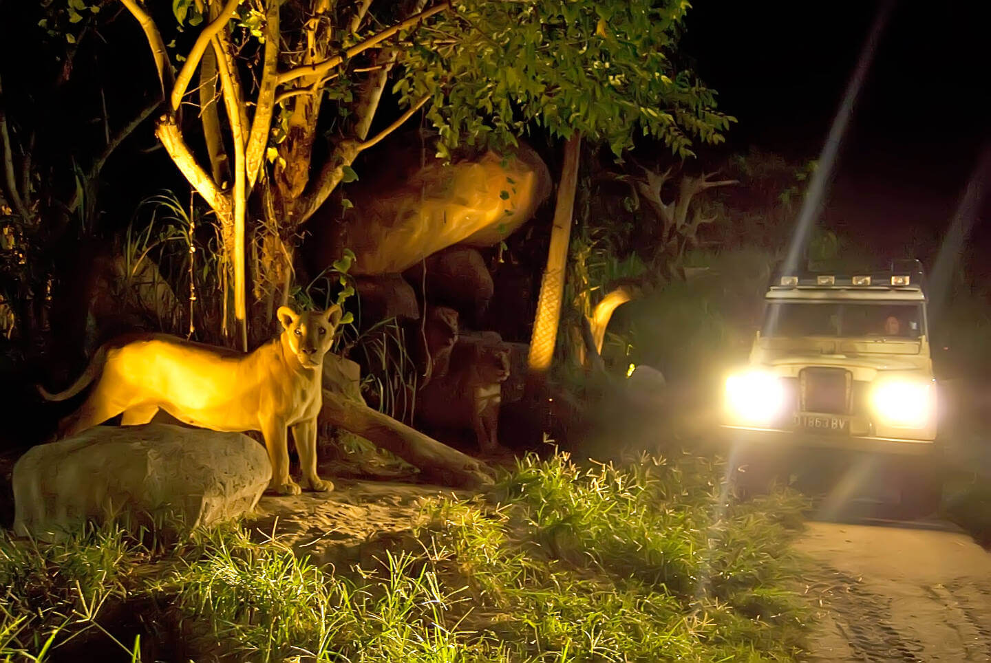 safari night picture