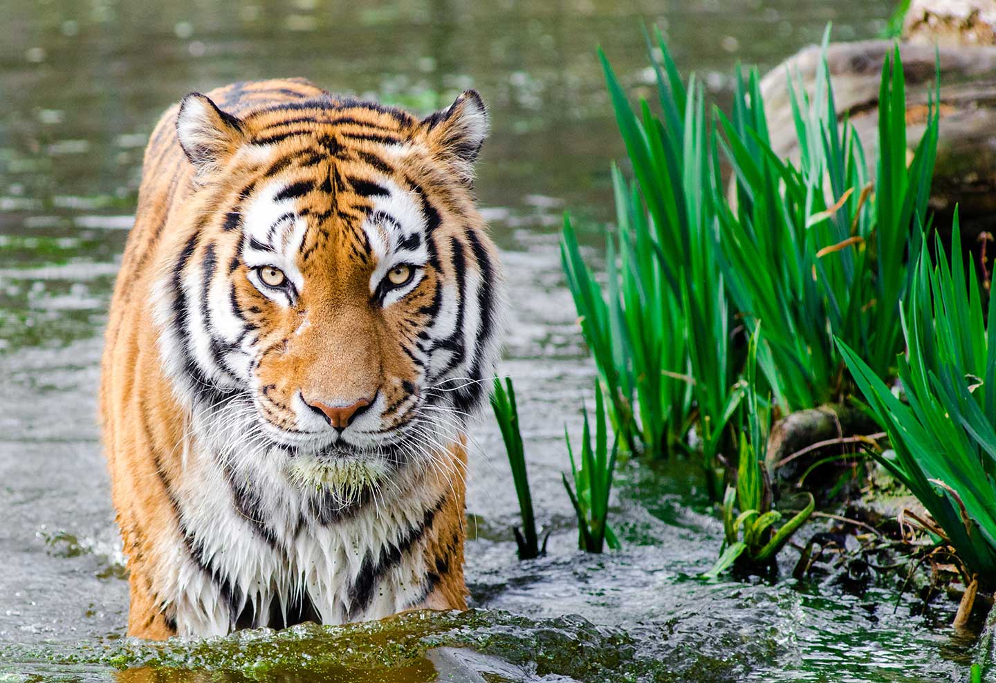 Bengal Tiger: The Power, Beauty and More! - Taman Safari Bali