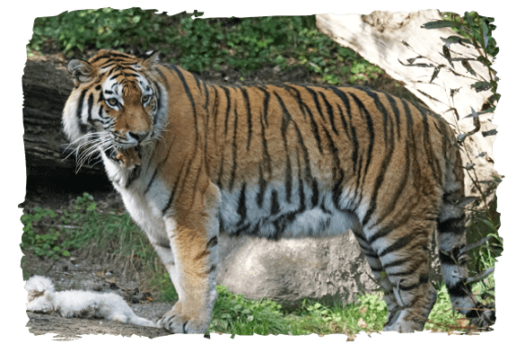 image-tigers-0