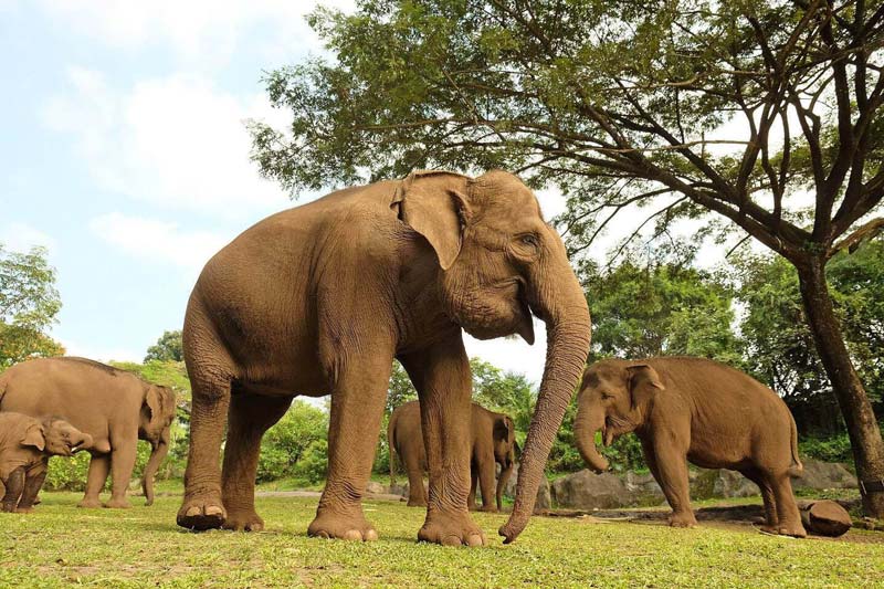 safari bali animal