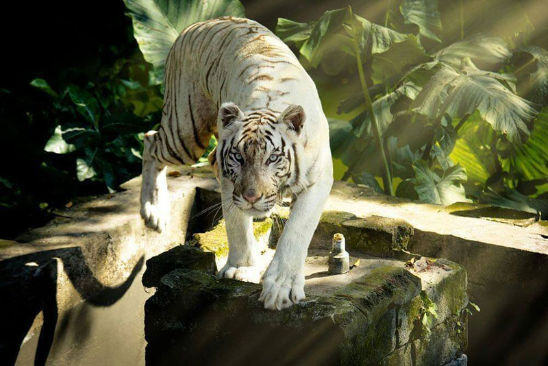 Why We Should Protect Wildlife Worldwide Bali Safari Marine Park Why We Should Protect Wildlife Worldwide Bali Safari Marine Park