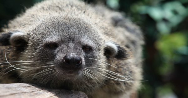 画像はWEBサイトのOGPタグから引用しています Bali Safari Marine Park
