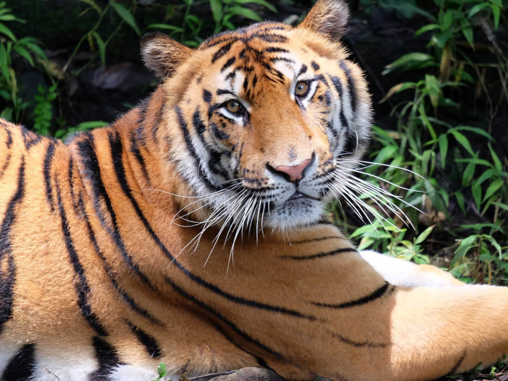 Animals of Indonesia - Tiger