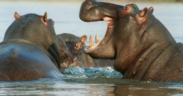 Amazing Facts About the Hippopotamus - Bali Safari Marine Park