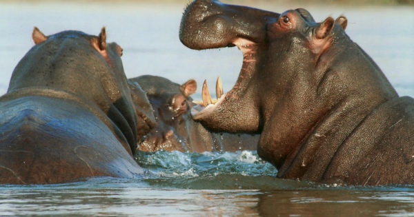 Amazing Facts About the Hippopotamus - Bali Safari Marine Park Amazing Facts About the Hippopotamus - Bali Safari Marine Park