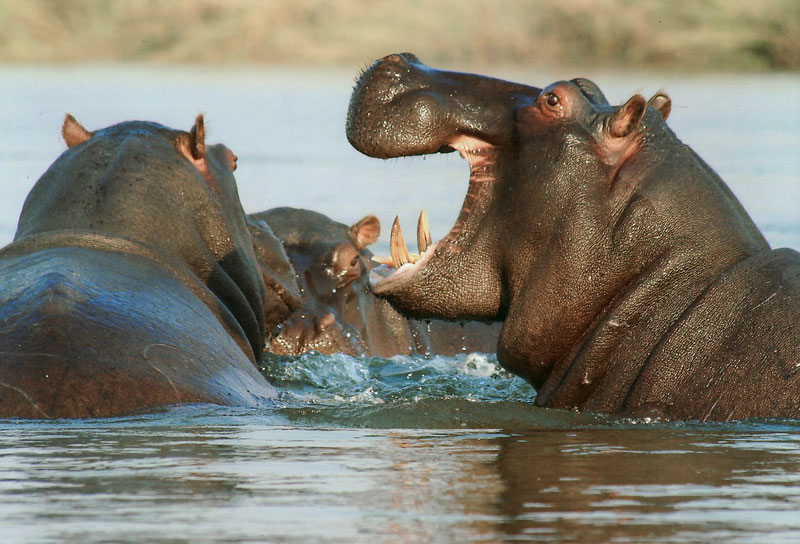 Biggest Hippo In The World