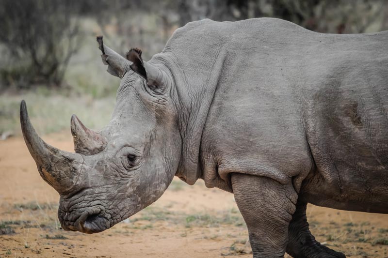 Interesting Facts About The Rhinoceros - Bali Safari Marine Park