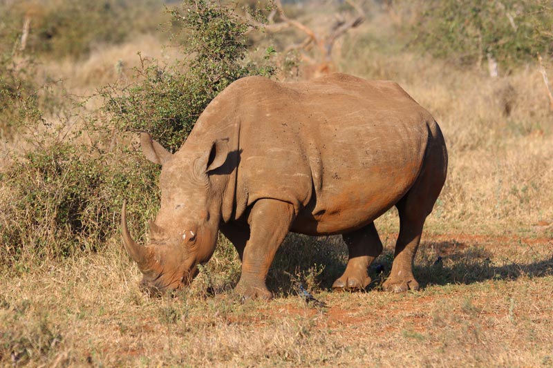 black rhinoceros fun facts