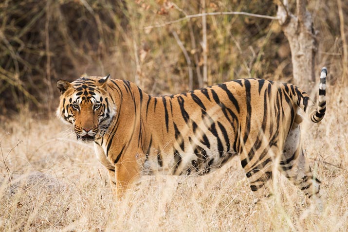 Amazing Facts About Bengal Tigers