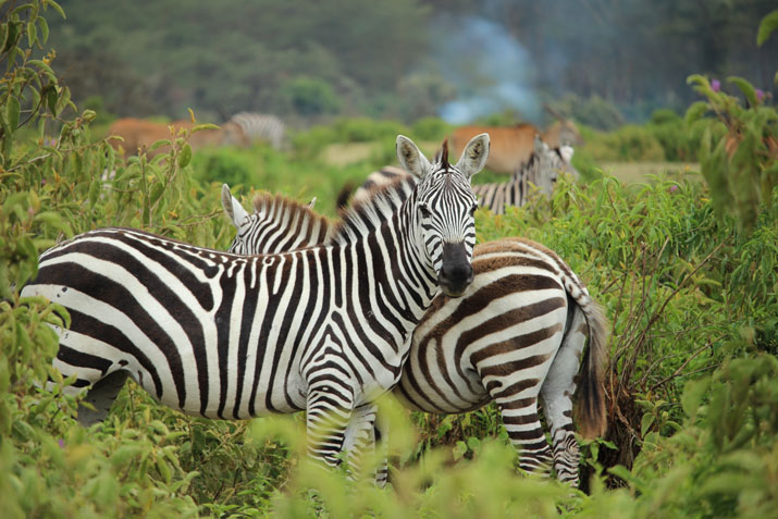 Why Does Wildlife Matters? - Taman Safari Bali