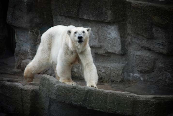 Bears-Different-types-of-Bear-1