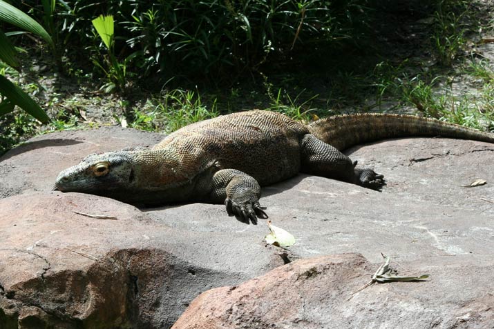 Get To Know The Komodo Dragon - Taman Safari Bali