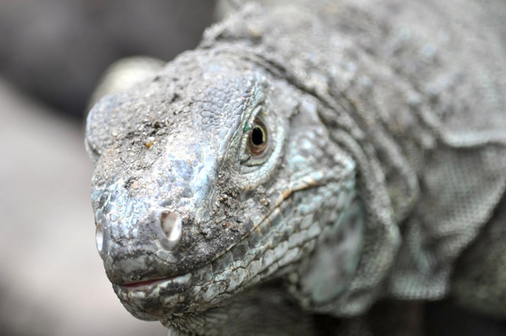 Get To Know The Komodo Dragon - Taman Safari Bali
