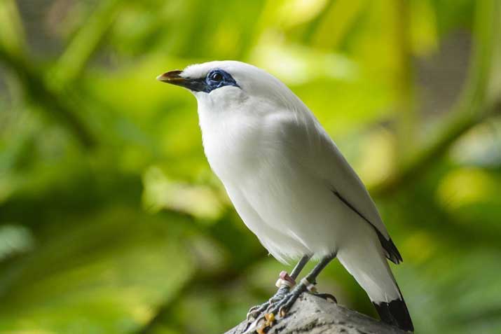 saving-the-bali-starling-from-extinction