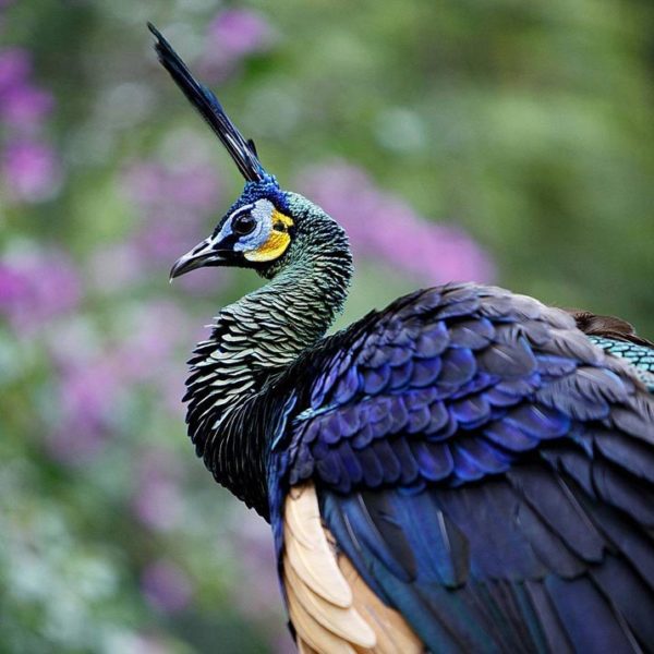 Get to Know The Peafowl (Peacock) of Indonesia - Bali Safari Marine Park