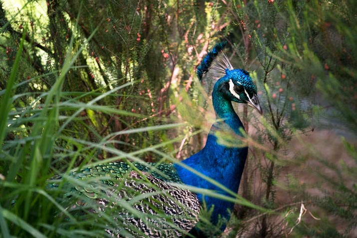 Get to Know The Peafowl (Peacock) of Indonesia