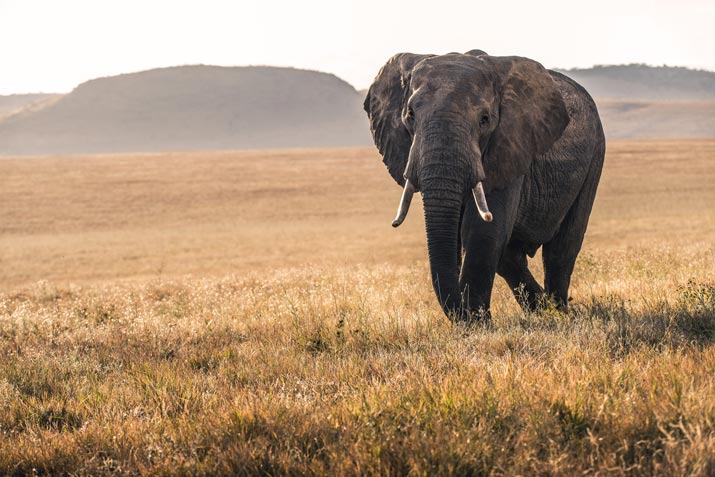 Interesting Facts About Elephants