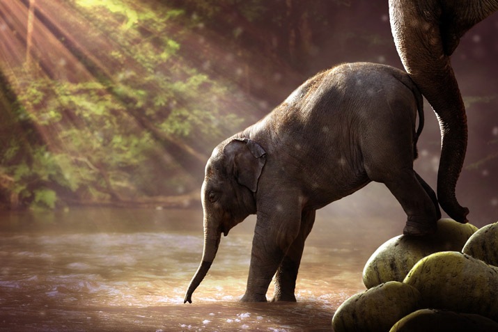 Interesting Facts About Elephants