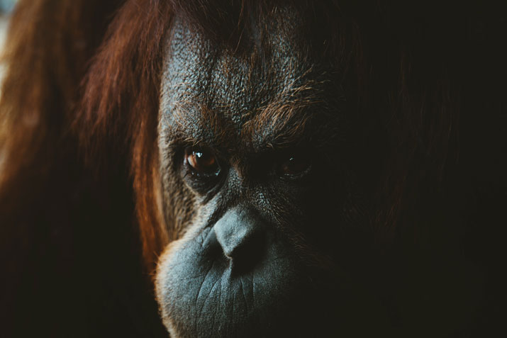 Orangutan The Man Of The Forest staring