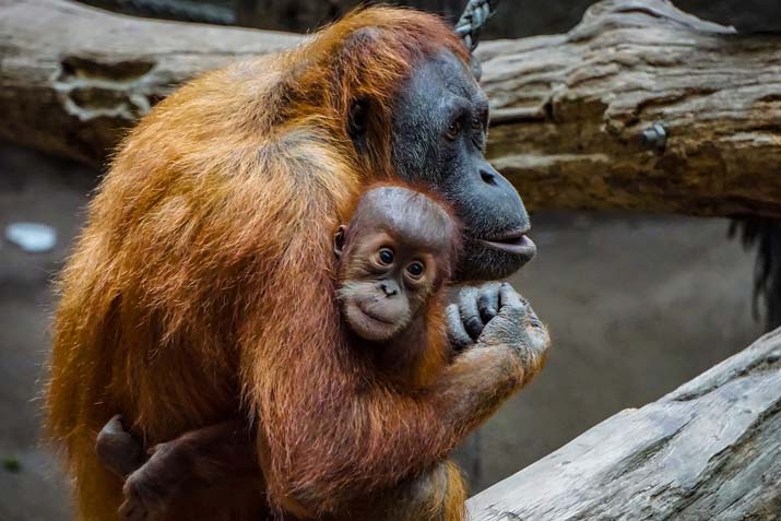 Difference Between Monkeys and Apes - Taman Safari Bali