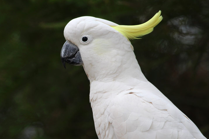 The Cockatoo, the Bird Behind an Indonesian Folk Song Cockatoo