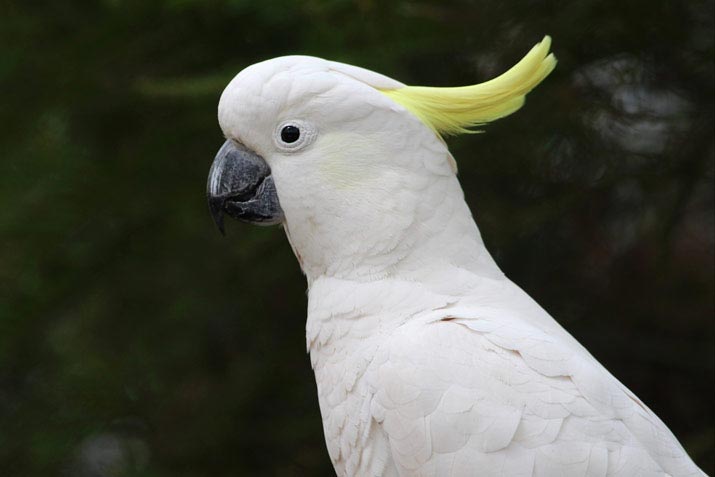 Birds of Indonesia Kakatua