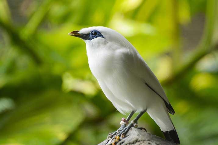 Birds of Indonesia Bali Starling
