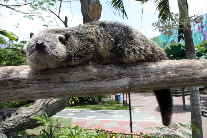 The Binturong, a Special Animal in the Park