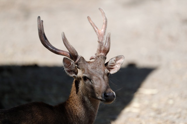 Facts about the Javan Deer - Bali Safari Marine Park Facts about the Javan Deer - Bali Safari Marine Park