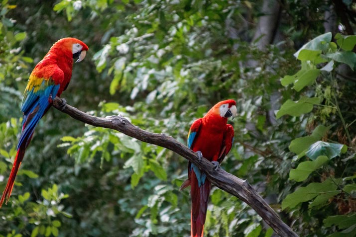 Meet the Beautiful Macaw at Bali Safari Birds